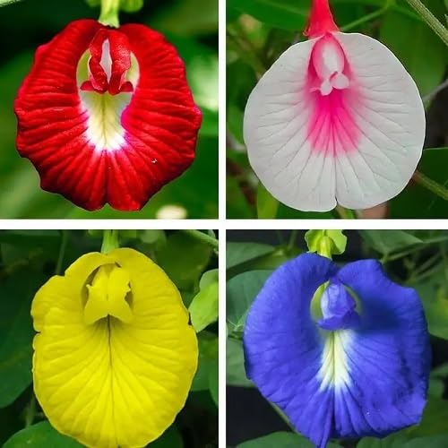 Mixed Antirrhinum majus Flower Seeds