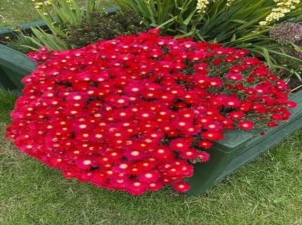 Red Lampranthus Flower Seeds