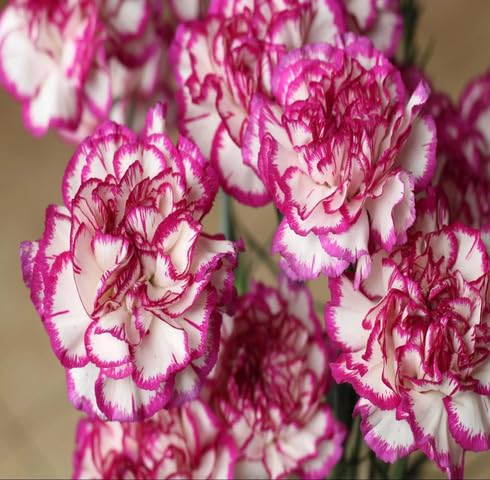Pink White Carnation Flower Seeds