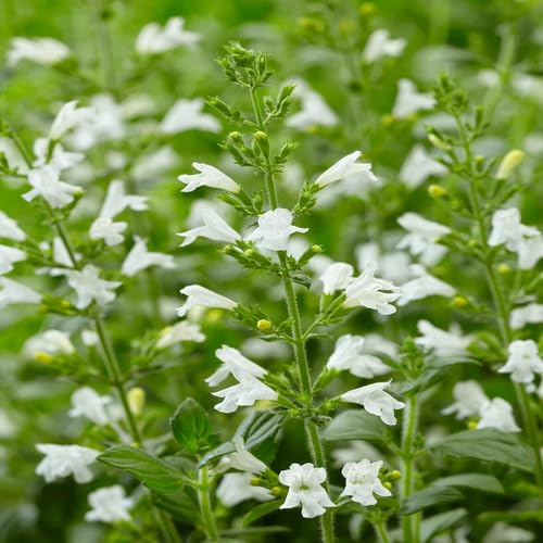 White calamintha Nepeta Flower Seeds