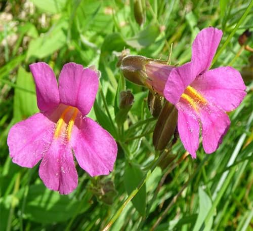Lewisii Flower Seeds