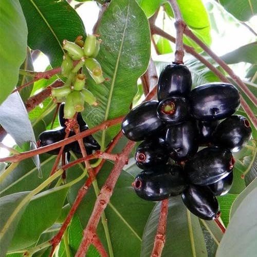 Black Jamun Fruit Seeds organic garden seeds