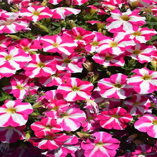 Pink Petunia Flower Seeds
