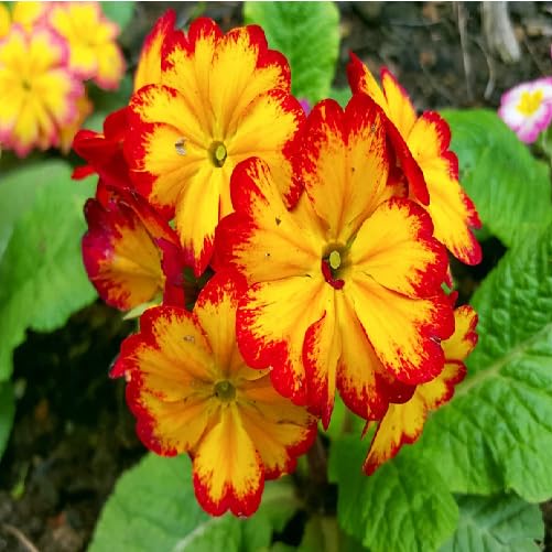 Red Yellow Primrose Flower Seeds