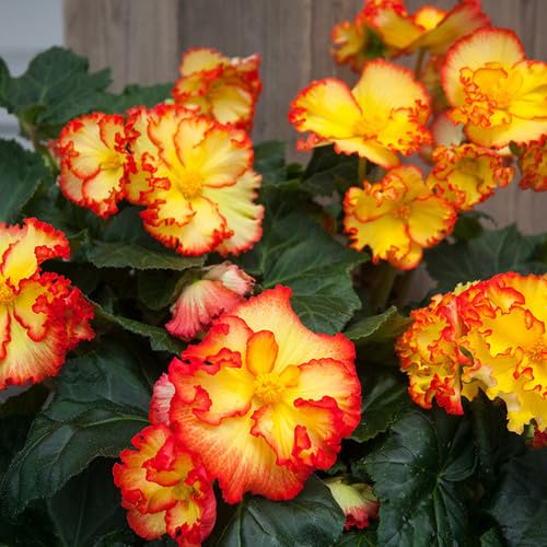Red Yellow Begonia Flower Seeds