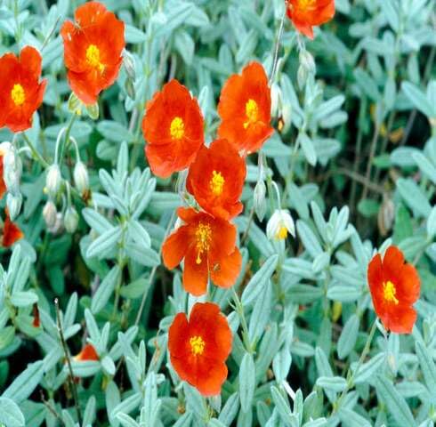 orange helianthemum flower seeds
