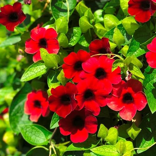 Red Thunbergia Flowers Seeds