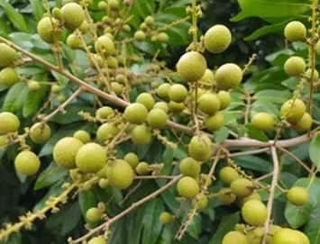 Lush Longan Perfect Adding Greenery Fruit Seeds