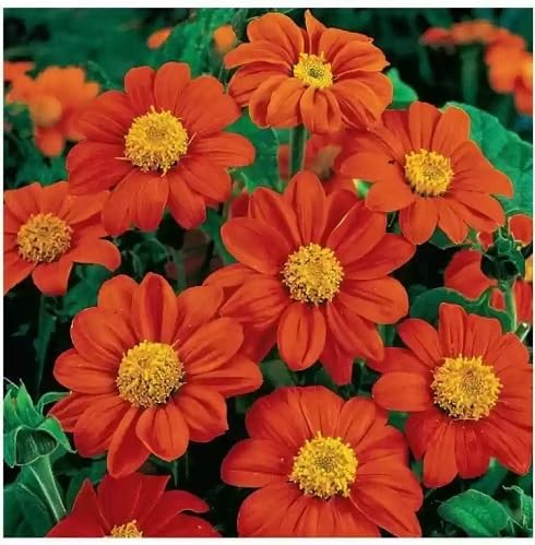 Orange Tithonia Flowers Seeds