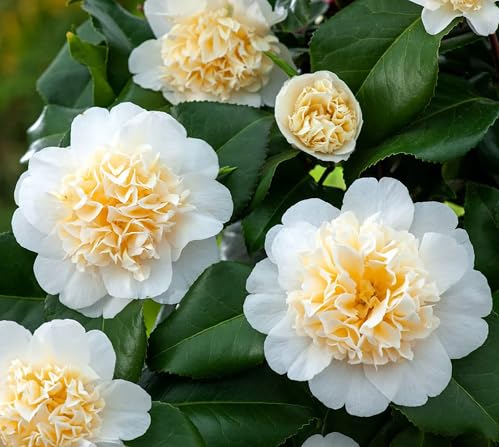 White Camellia Flower Seeds