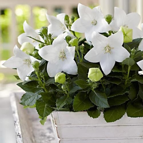 White Platycodon Flower Seeds