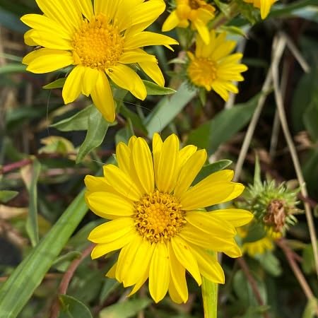 Grindelia Flower Seeds