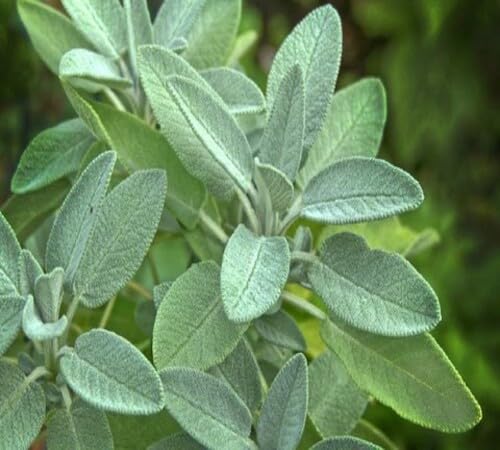 Sage Plant Seeds for Planting Heirloom Non-GMO High Germination Organic Garden Seeds Backyard Growing