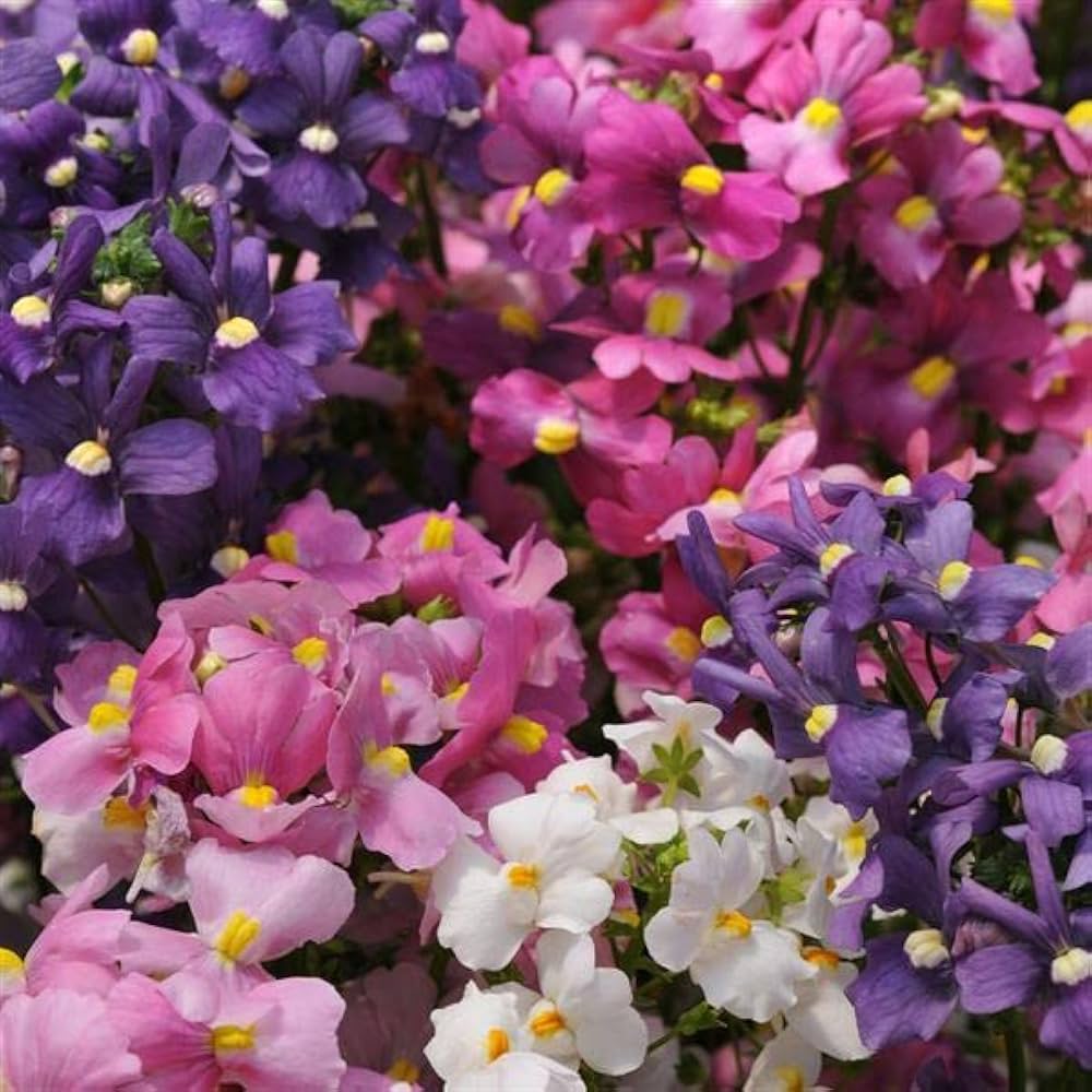 Mixed Nemesia Flower Seeds - Heirloom Non GMO High Germination Organic Garden Seeds