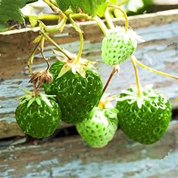 strawberry green fruit for planting growing heirloom non gmo Fruit seeds