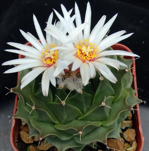 White Obregonia Denegrii Flower Seeds