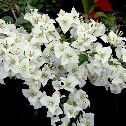 White Bougainvillea Spectabilis Flower Seeds