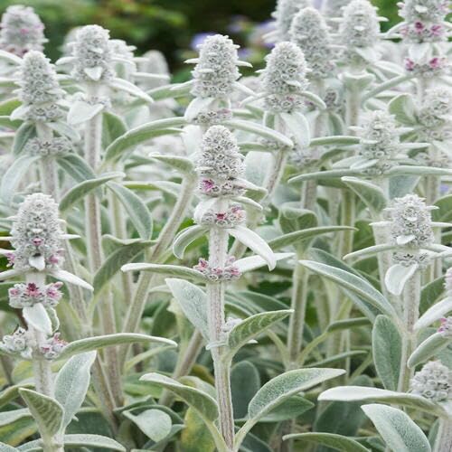 Gray Betony Flower Seeds