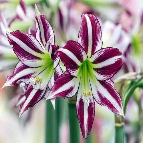 White Purple Amaryllis Flower Seeds