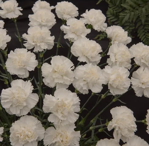 White Carnation Flower Seeds
