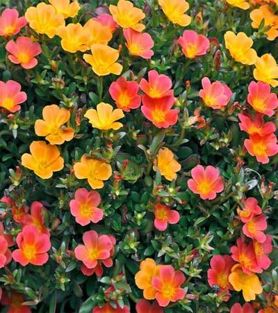 Purslane Flower Seeds