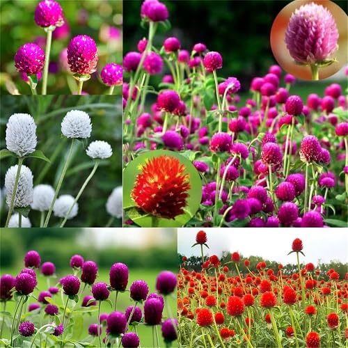 Mixed gomphrena Flower Seeds