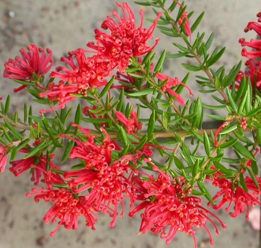 Red Grevillea Flower Seeds