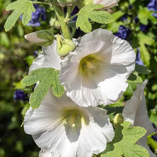 White Hollyhock Flower Seeds
