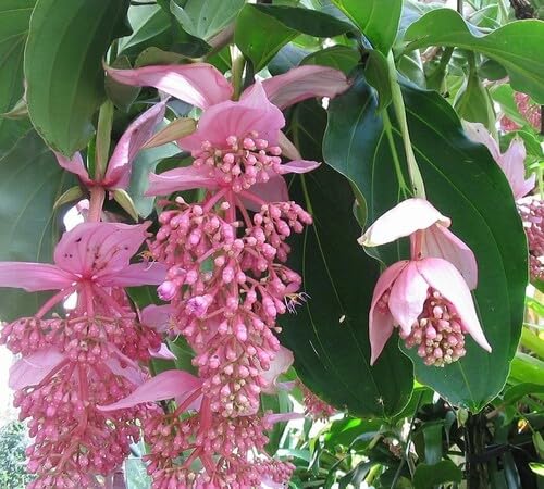 Pink Medinilla Flower Seeds
