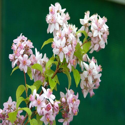 Pink Mont Rose Flower Seeds