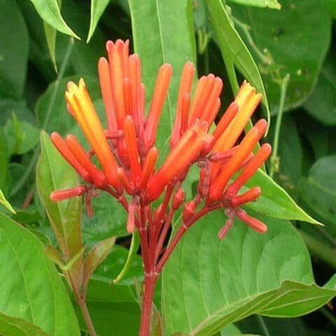 Hemelia Flower Seeds