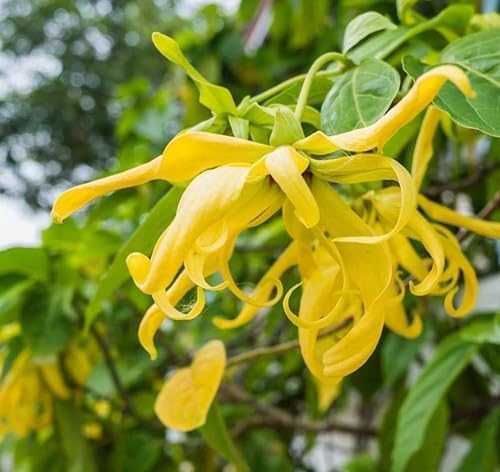 cananga odorata Flower Seeds