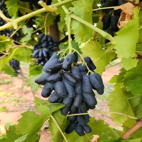 Black Finger Grape Fruit Seeds organic garden seeds