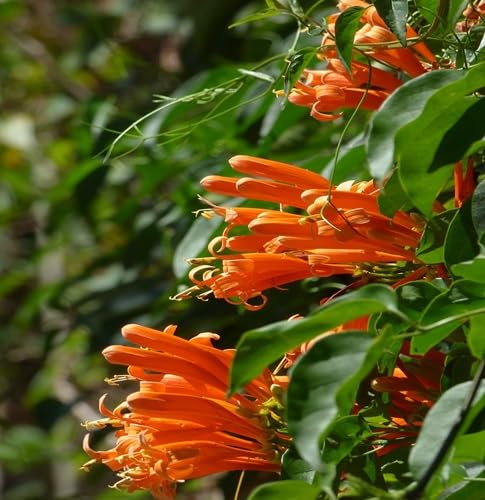 Pyrostegia Flower Seeds