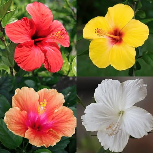mixed hibiscus flower seeds