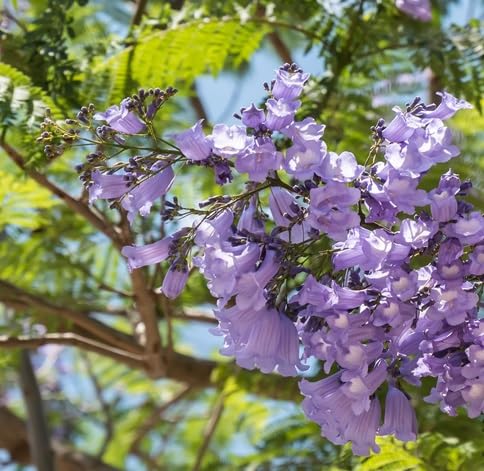 Jacaranda Flower Seeds