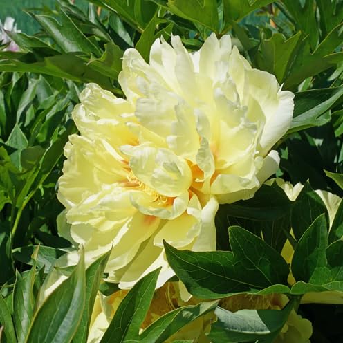 Bartzella Flower Seeds