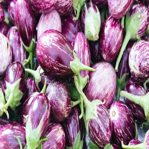 Brinjal vegetable seeds for Home Gardening, Fast Growing Home Garden Variety Premium for kitchen garden planting