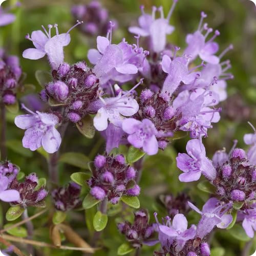Purple Thyme Flower Seeds