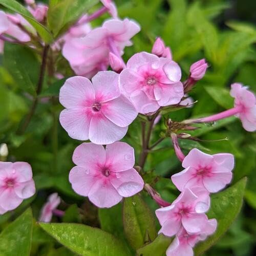 pink light phlox flower