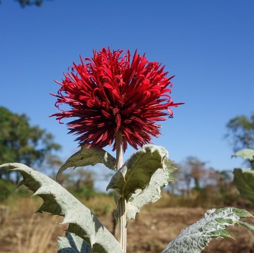 Red echinops amplexicaulis Flower Seeds