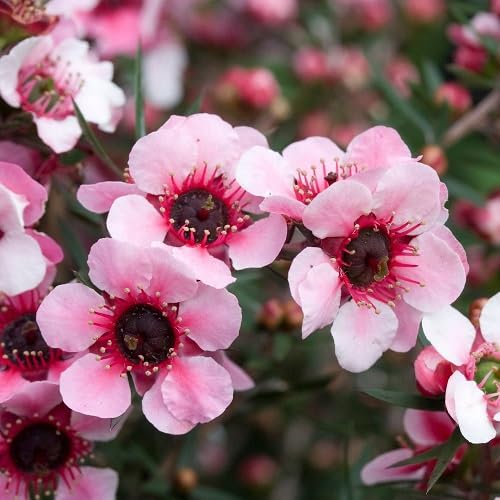 Pink Leptospermum scoparium Flower Seeds