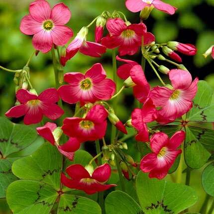 Red Oxalis Flower Seeds