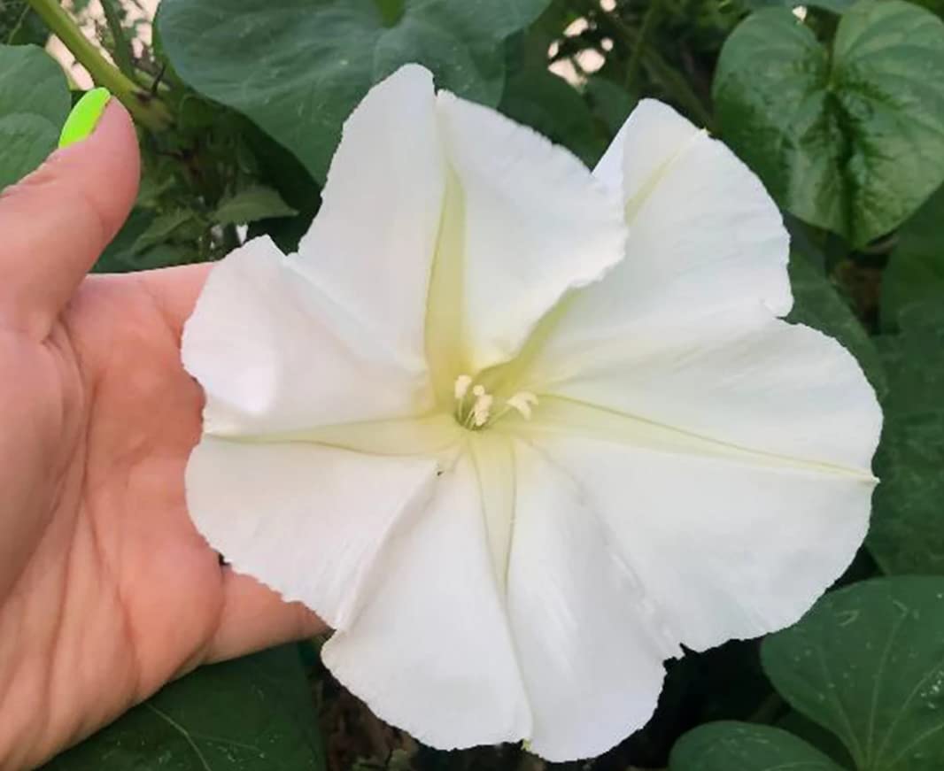 Scented Moonflower