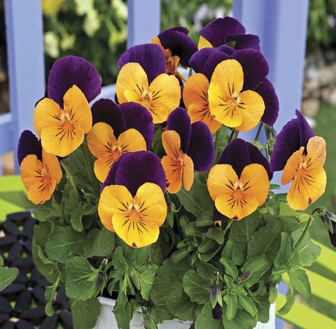 Yellow Purple Viola Flower Seeds