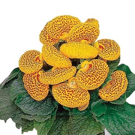 Yellow Maroon Calceolaria Flower Seeds
