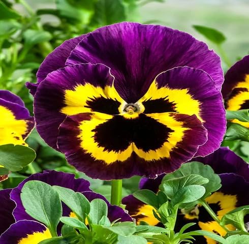 Yellow Purple Pansy Flower Seeds