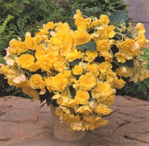 Yellow Camellia Flower Seeds