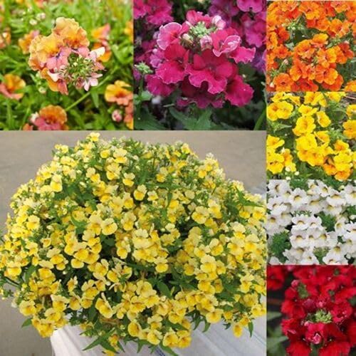 Mixed Nemesia Flower Seeds