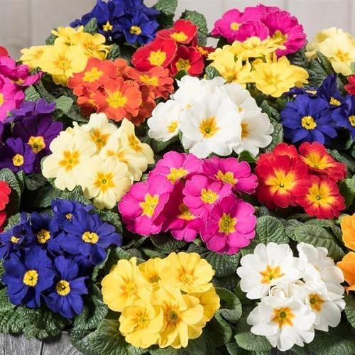 Mixed Acaulis Primula Flower Seeds